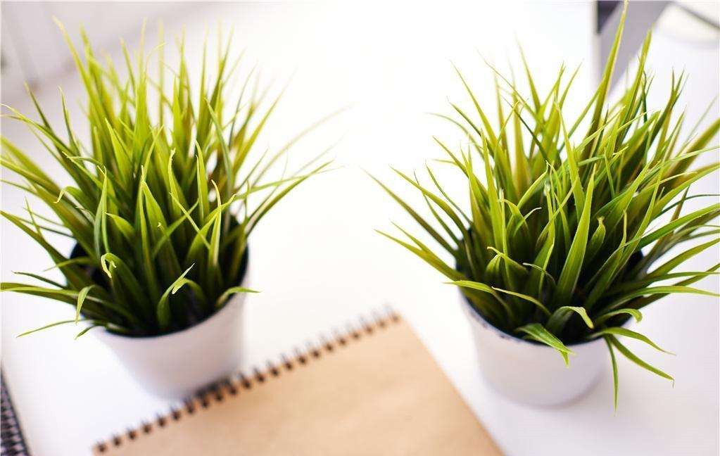 植物能治理甲醛嗎？科學使用植物很重要
